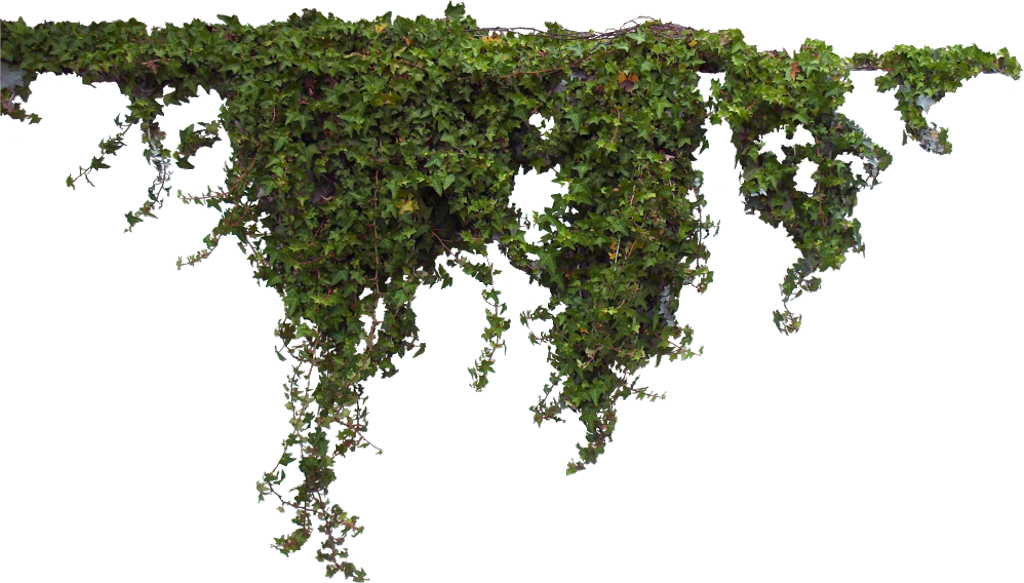 Hanging Ivy Transparent Background