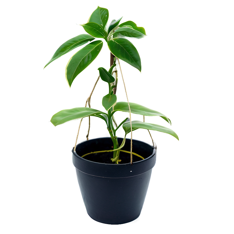 Hanging Plant Png Jgc