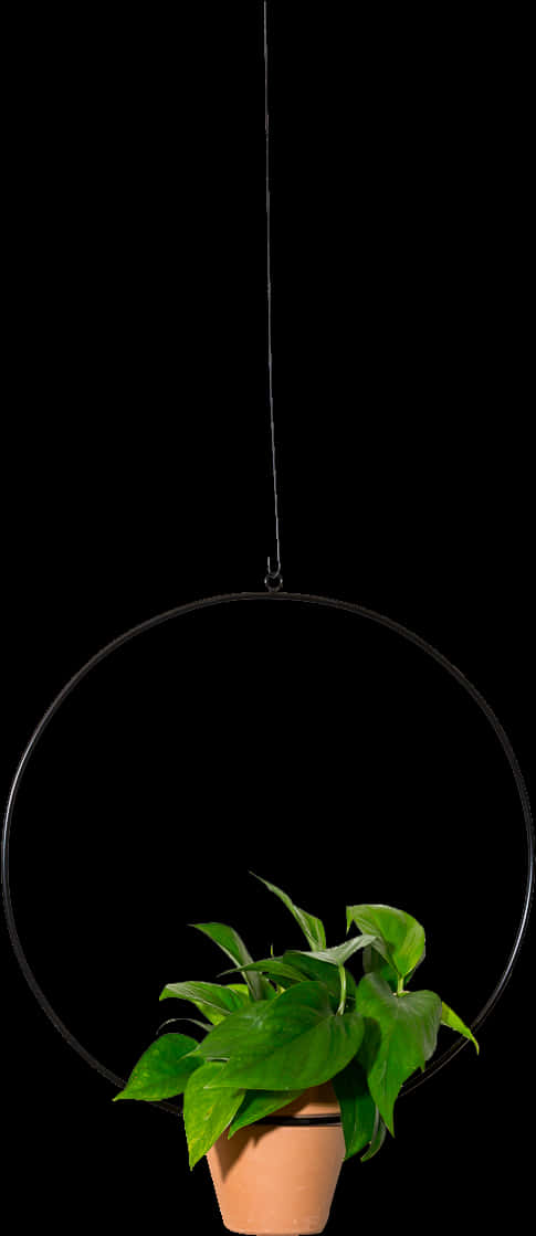 Hanging Pothos Plant Black Background.jpg