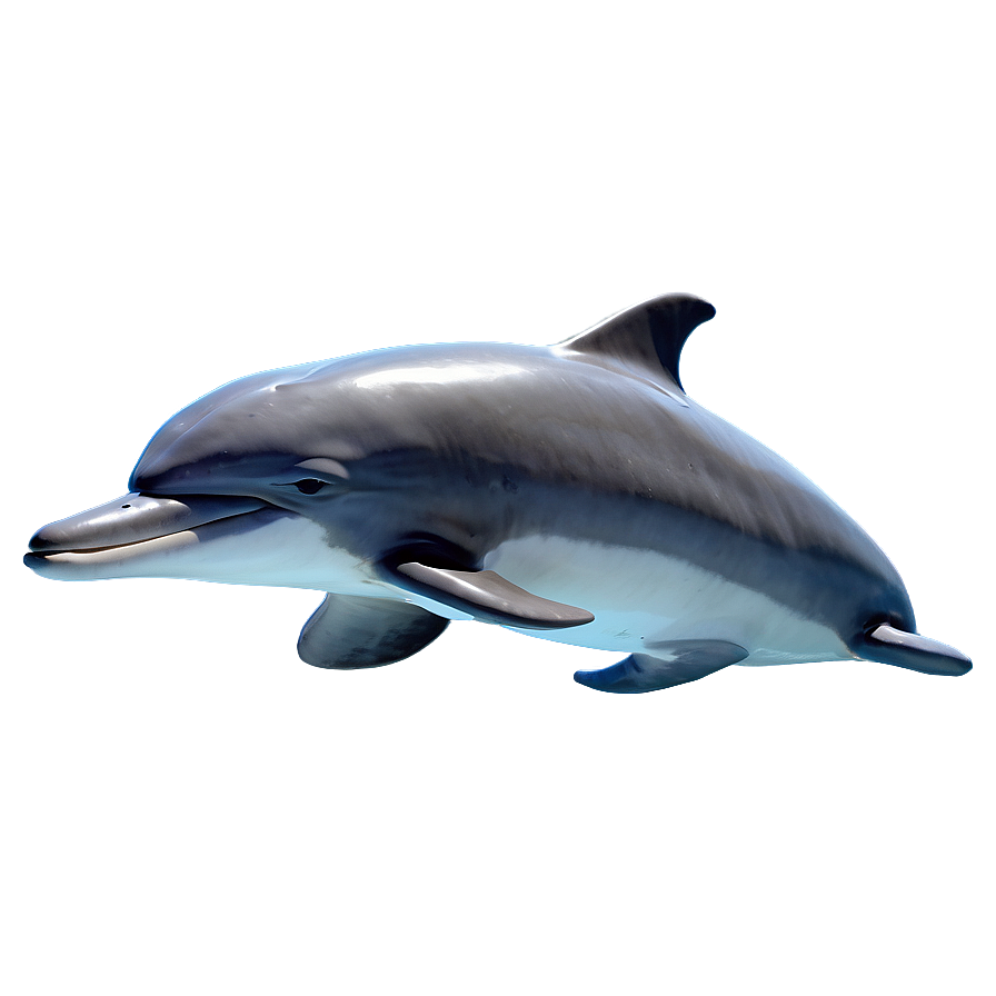 Happy Dolphins Png 7