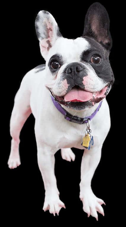 Happy French Bulldog Standing