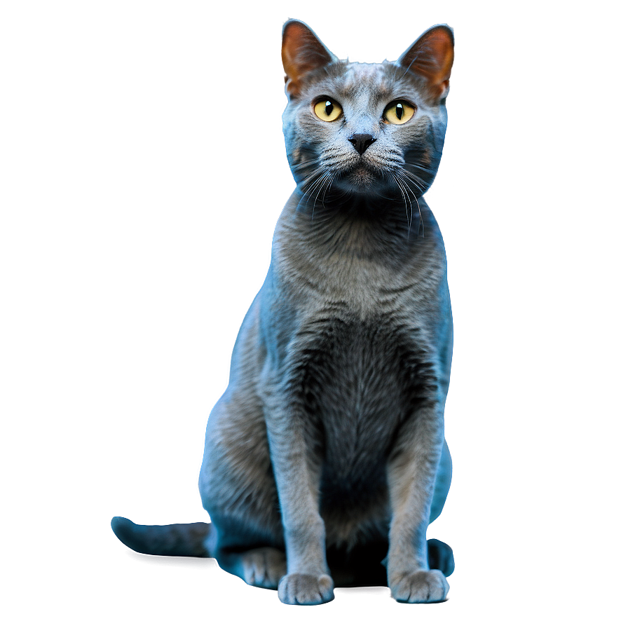 Happy Grey Cat Png 23