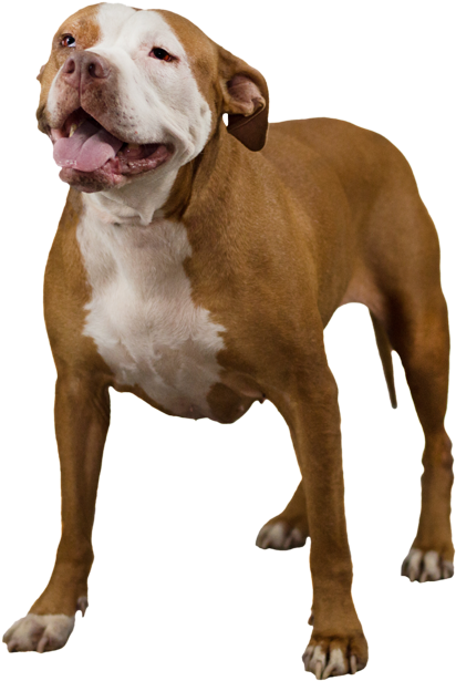 Happy Pitbull Standing Transparent Background