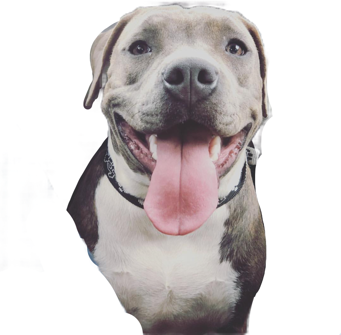 Happy Pitbull With Tongue Out