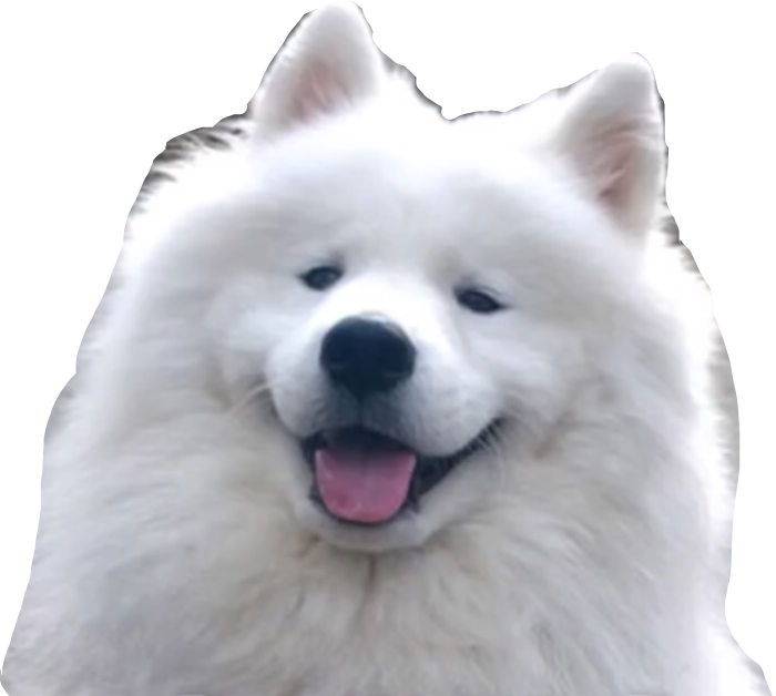 Happy Samoyed Dog Smiling