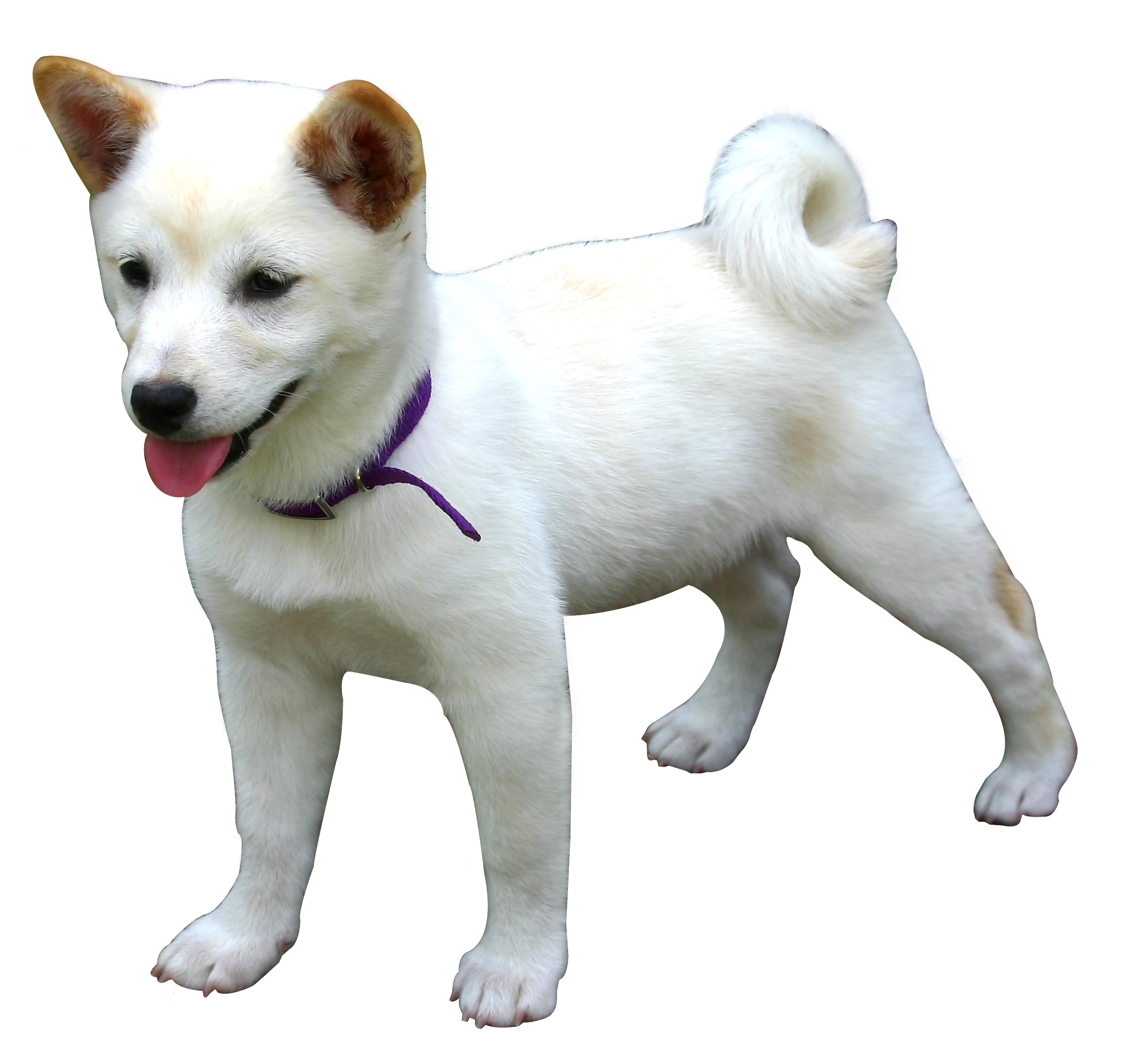 Happy White Dog Purple Collar.png