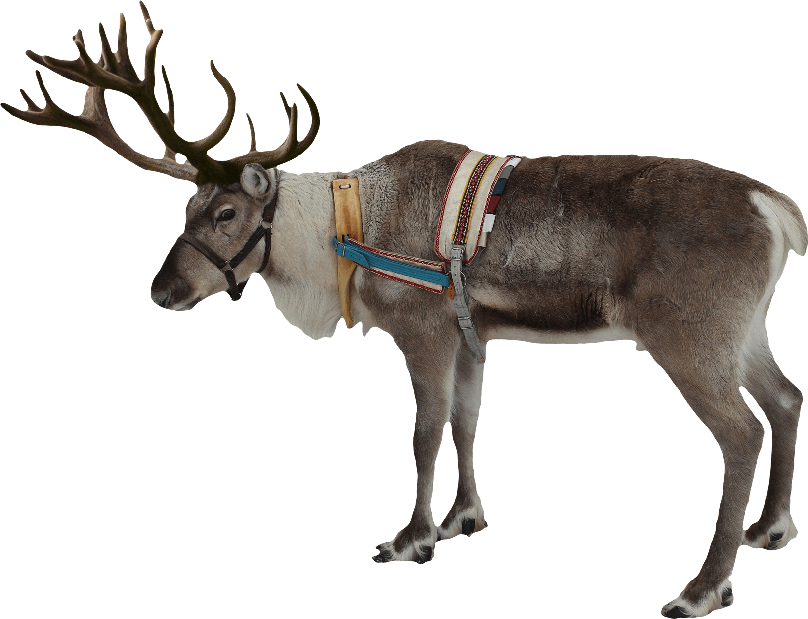 Harnessed Reindeer Profile