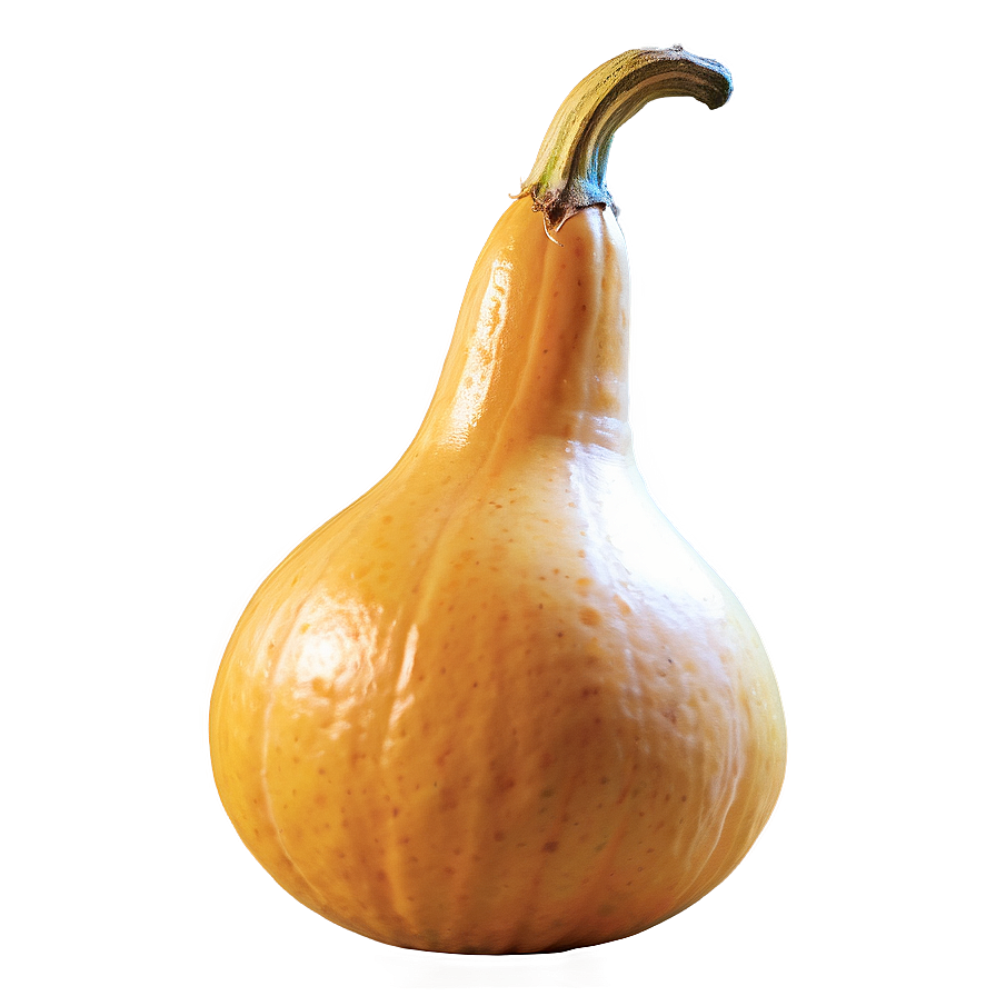 Harvest Gourd Png 06292024