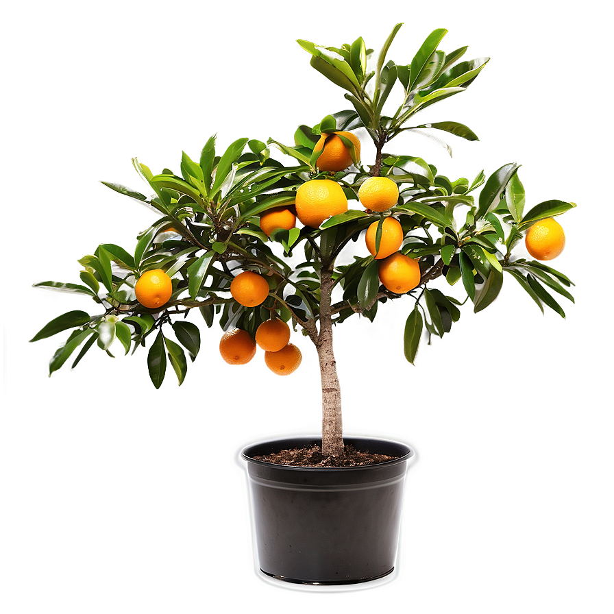 Harvest Ready Orange Tree Png 06132024