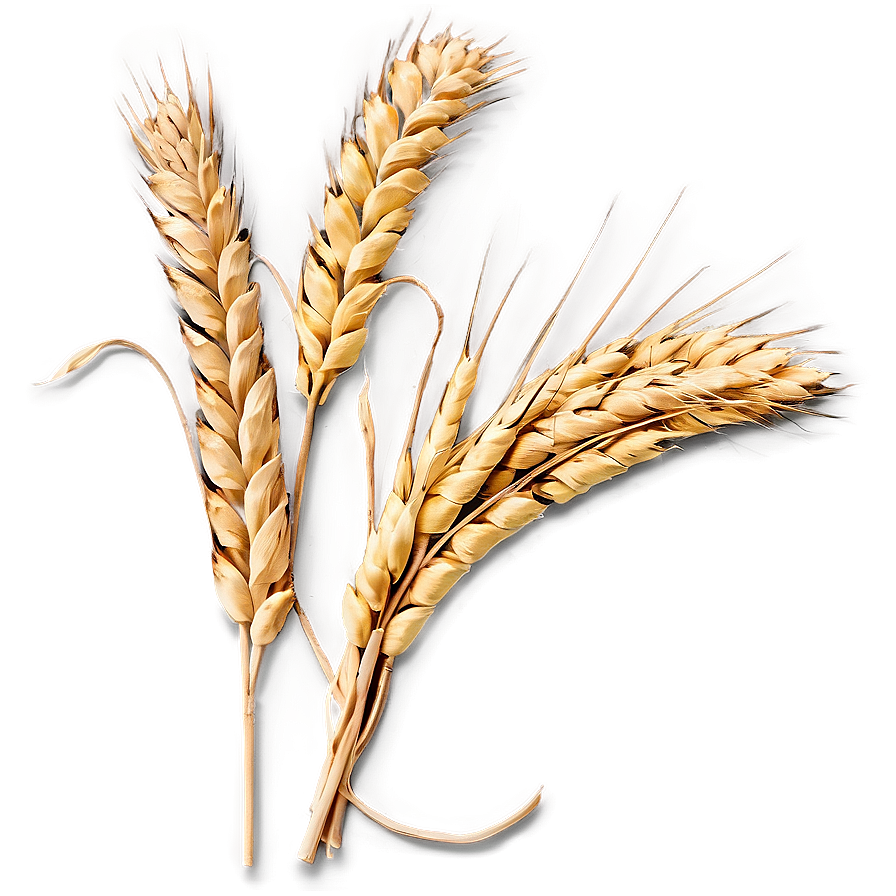 Harvested Wheat Stalks Png 64