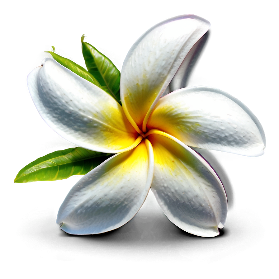 Hawaiian Plumeria Png 06272024