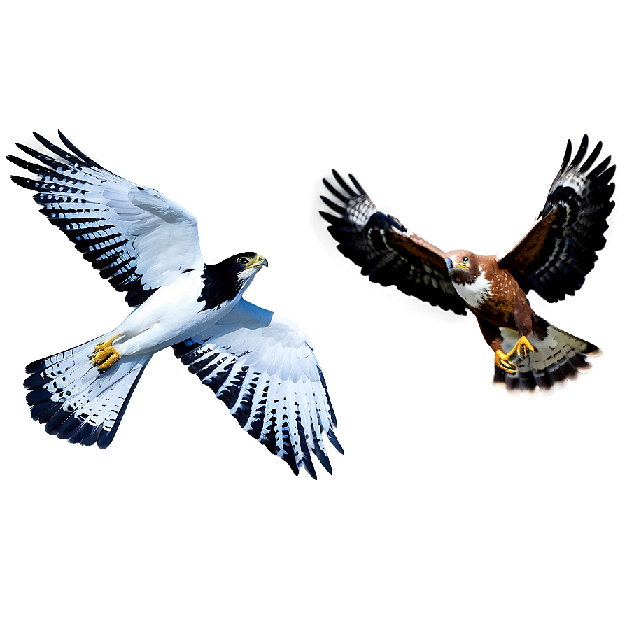 Hawk And Falcon Comparison Png Jsy