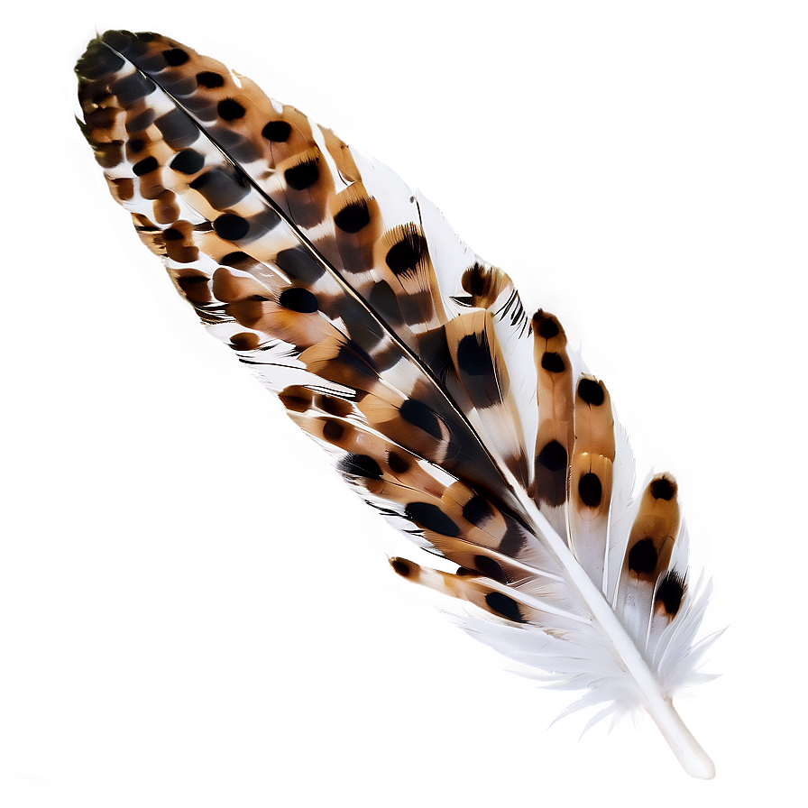 Hawk Feather Closeup Png 05042024