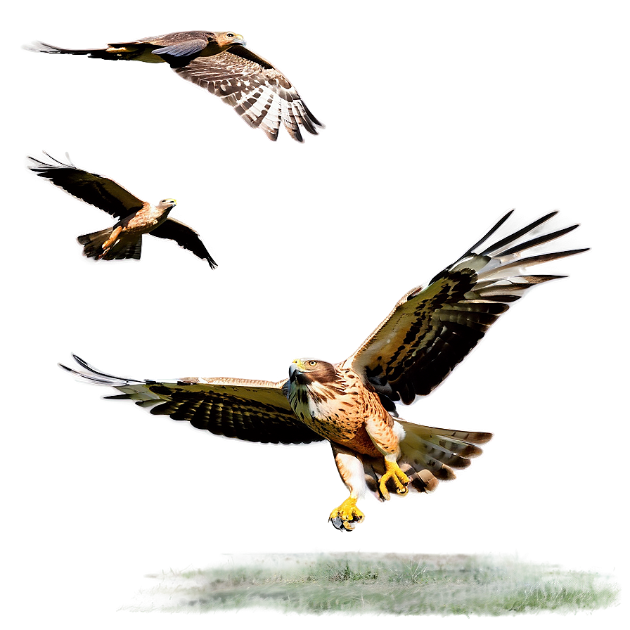 Hawk Migration Scene Png 06122024