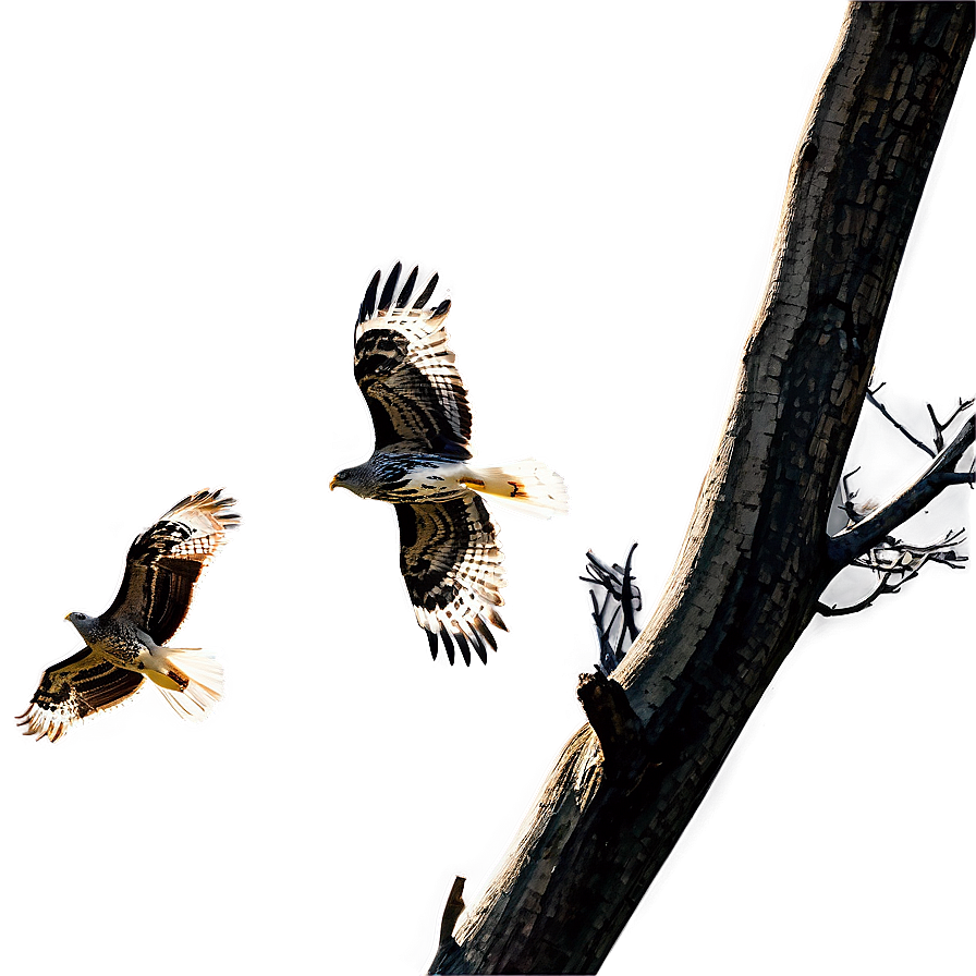 Hawk Migration Scene Png 06122024