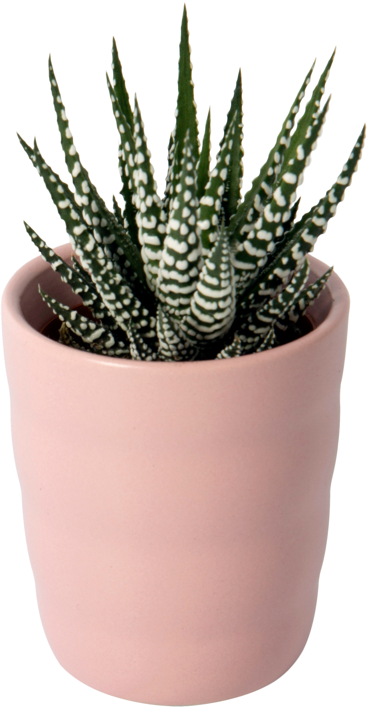 Haworthia Fasciata Zebra Plant Pink Pot