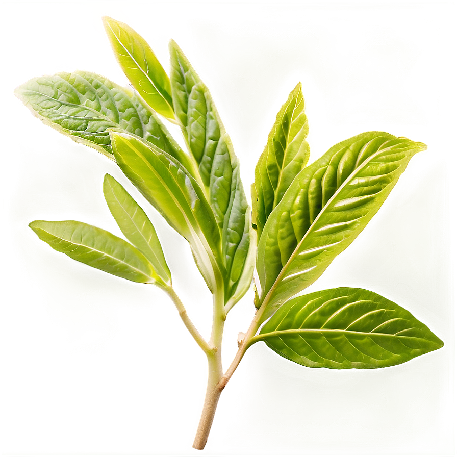 Healing Herb Png 06272024