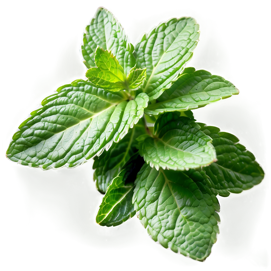 Healthy Mint Leaves Png Gkn