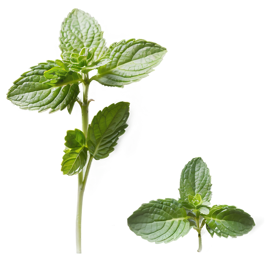 Healthy Mint Leaves Png Hip