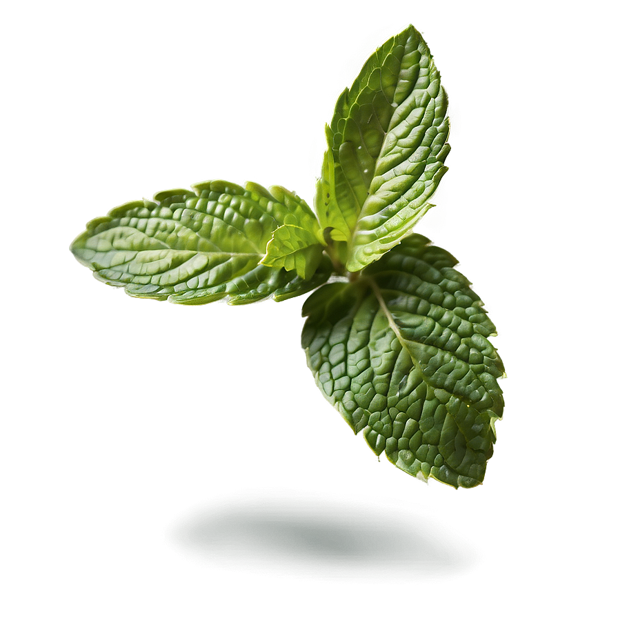 Healthy Mint Leaves Png Vxy45