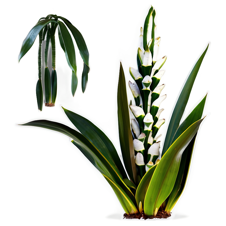 Healthy Snake Plant Png Xgk