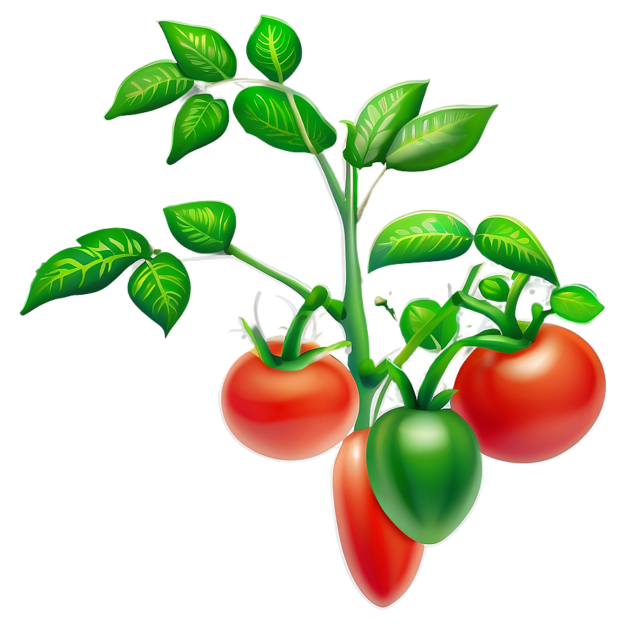 Healthy Tomato Plant Png 21