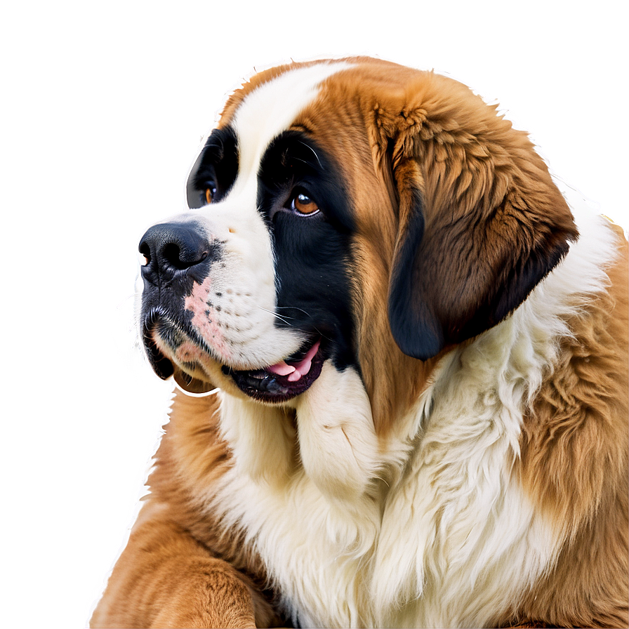 Heartwarming St Bernard Family Png 42