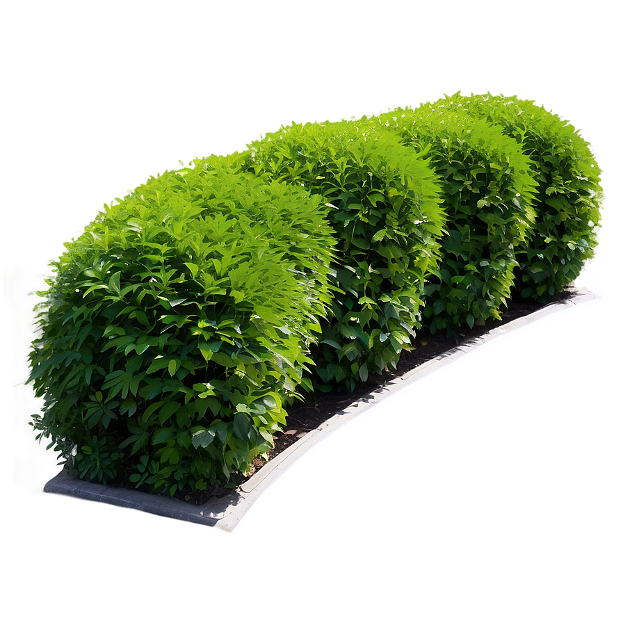 Hedge Shrubs Png 06122024