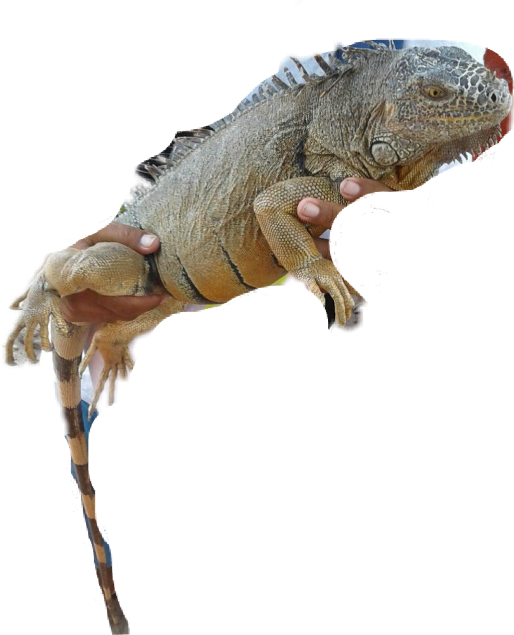 Held Iguana Transparent Background