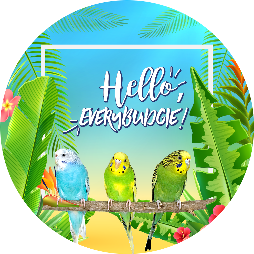 Hello Everybundgie Budgies Greeting