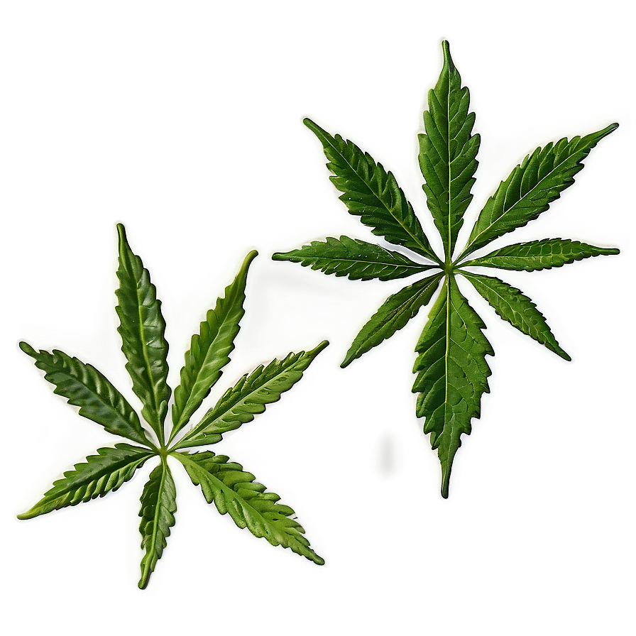 Hemp Leaf Closeup Png Ryu