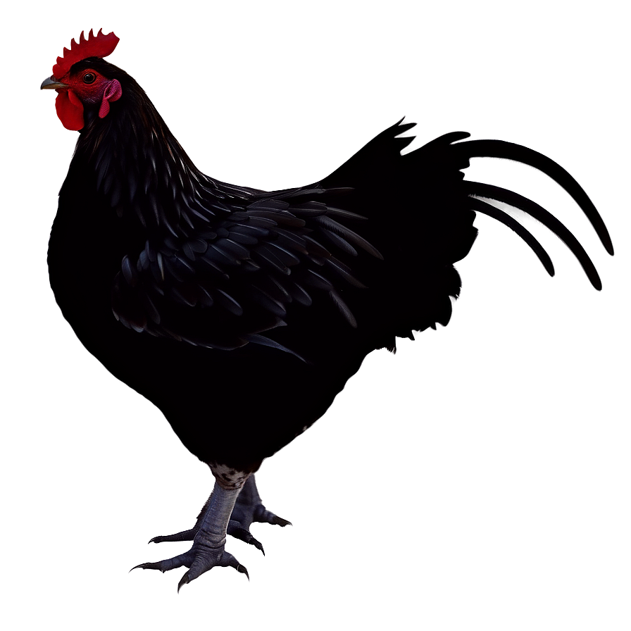 Hen Silhouette Png 06202024