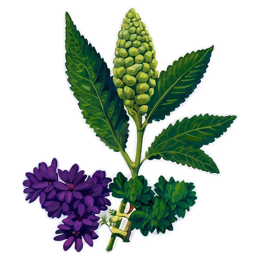 Herb For Health Png 06272024