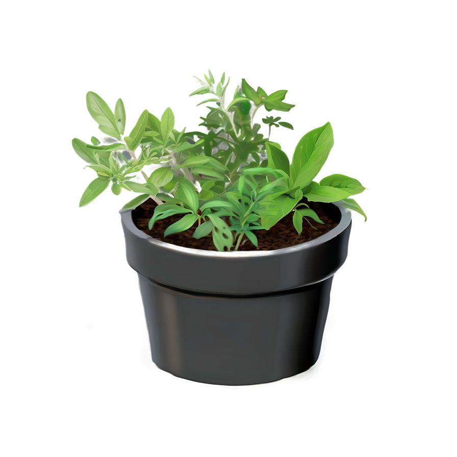 Herb In Pot Png Dmf18