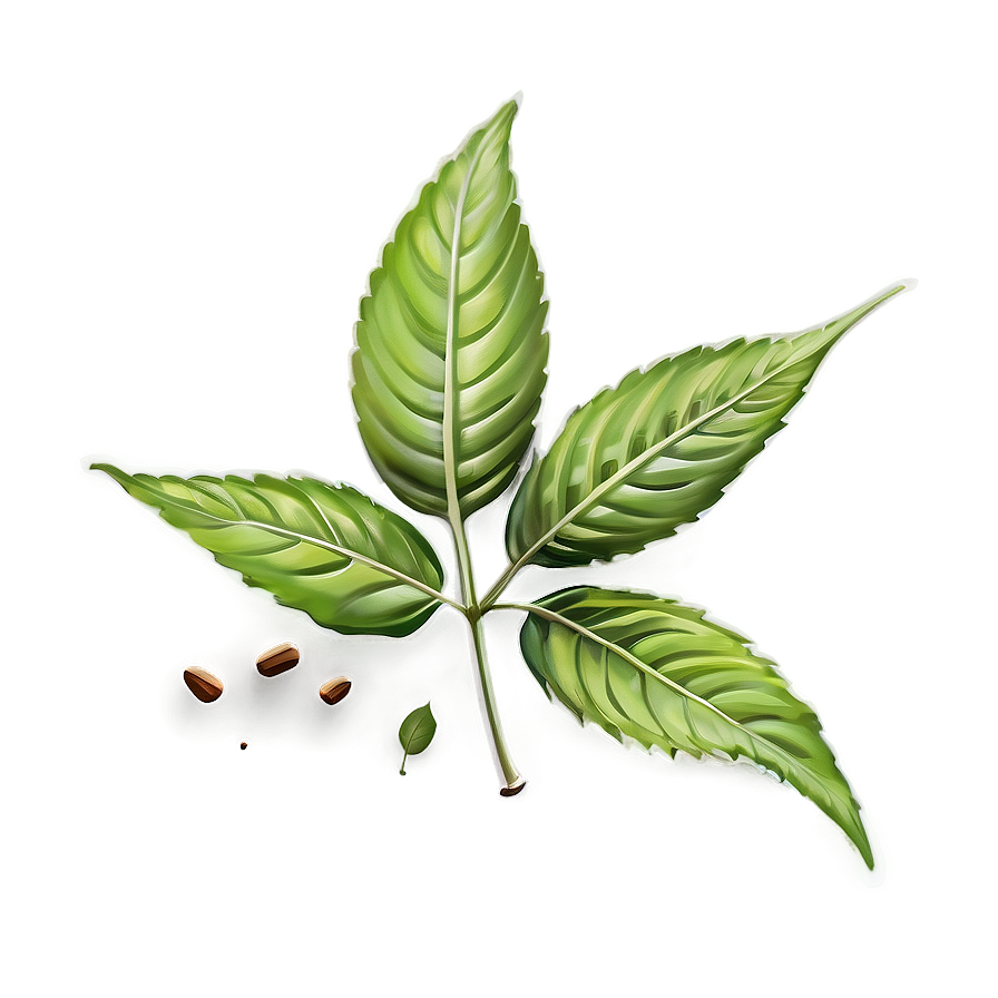 Herbal Chai Leaves Png 81