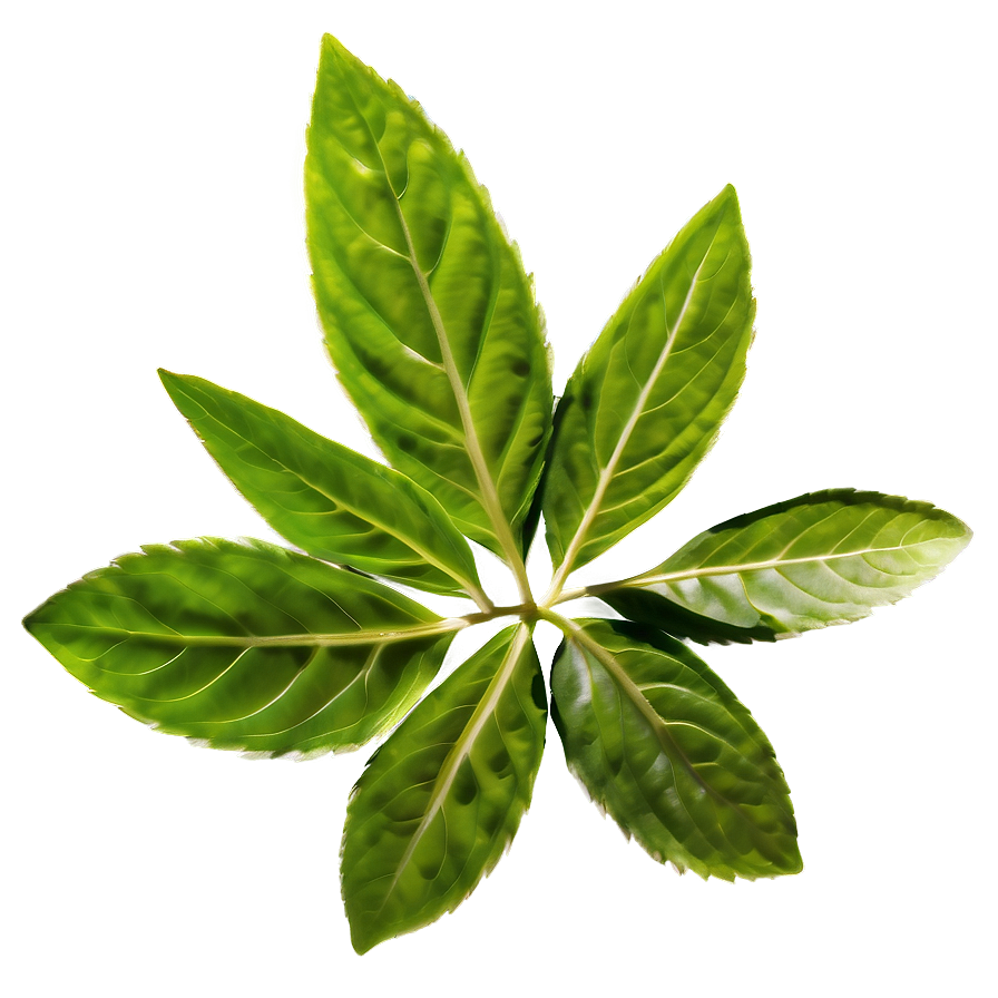 Herbal Leaves Png 97