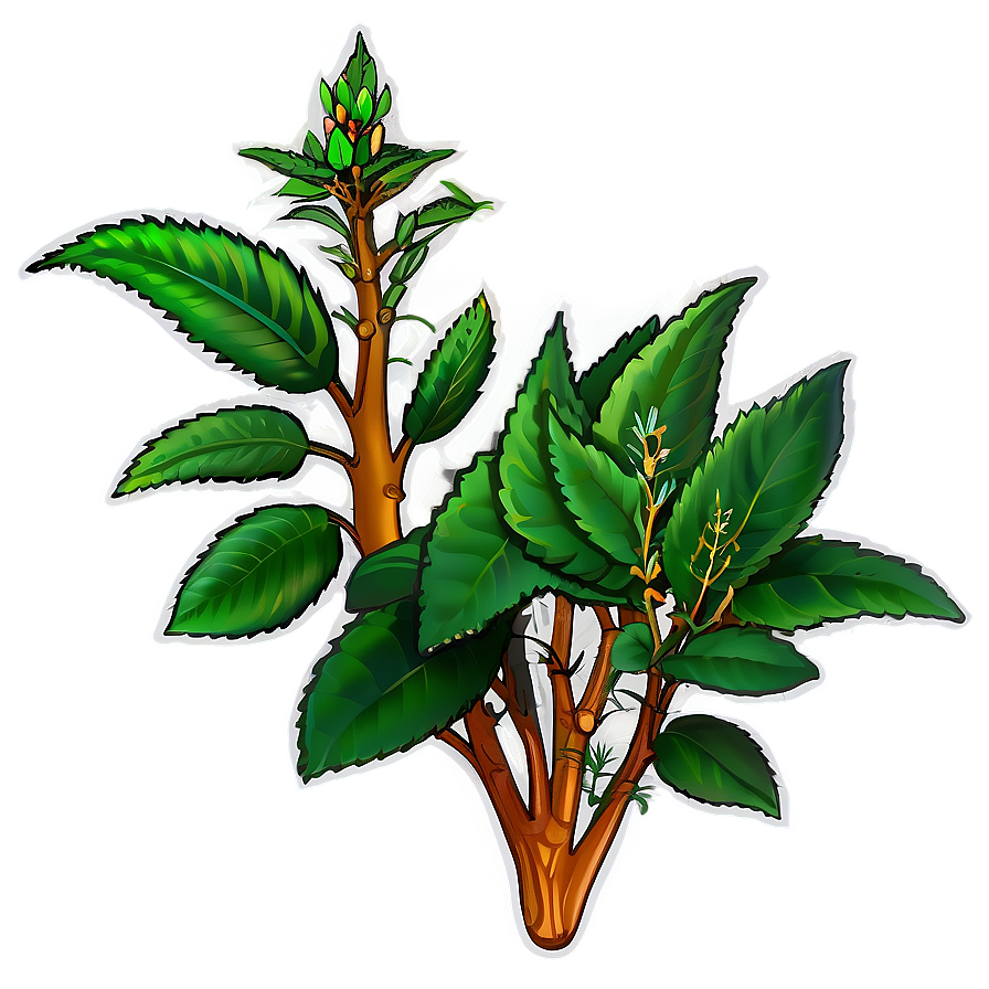 Herbal Plant Png 05032024