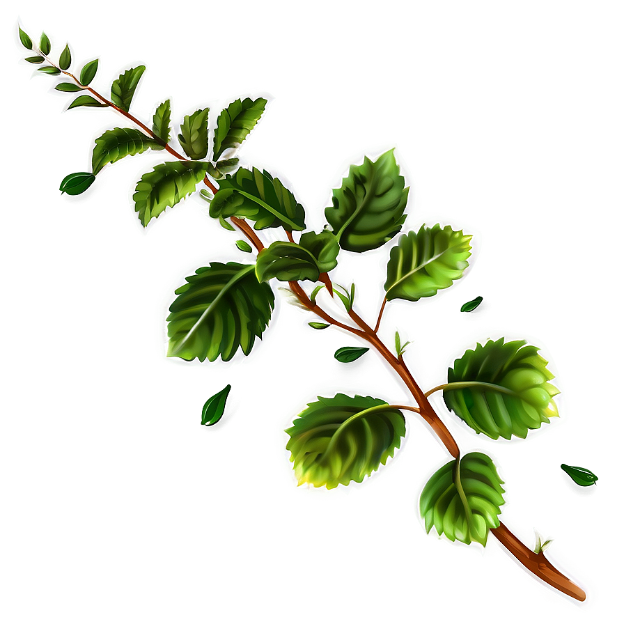 Herbal Plant Png 39