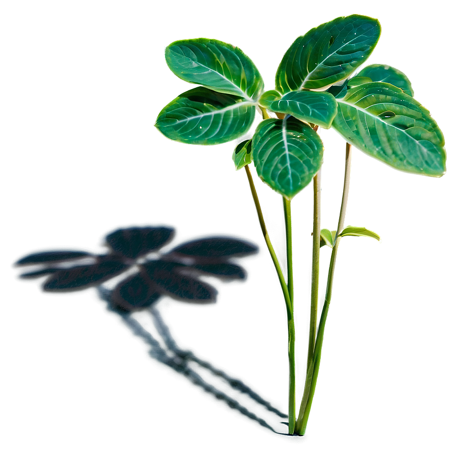 Herbal Plant Shadow Concept Png Idn40