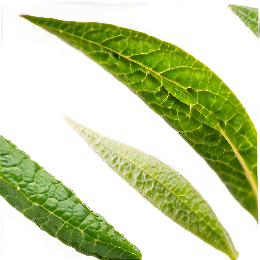 Herbal Tea Leaf Png 33