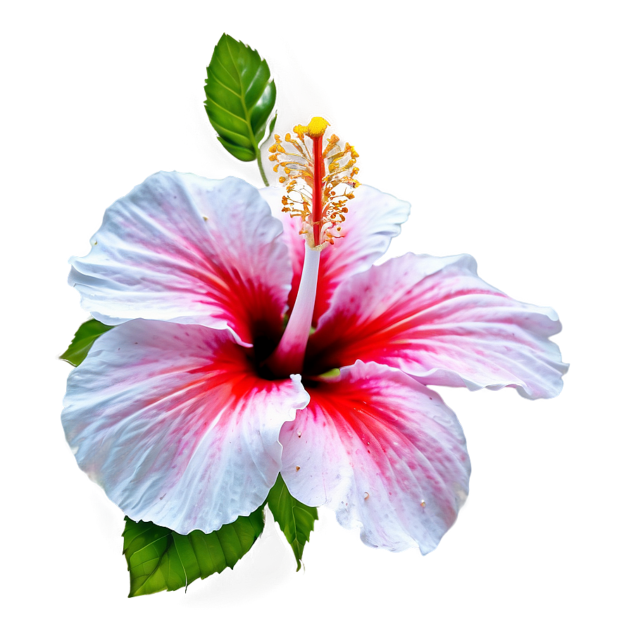 Hibiscus Blossom Png Sub