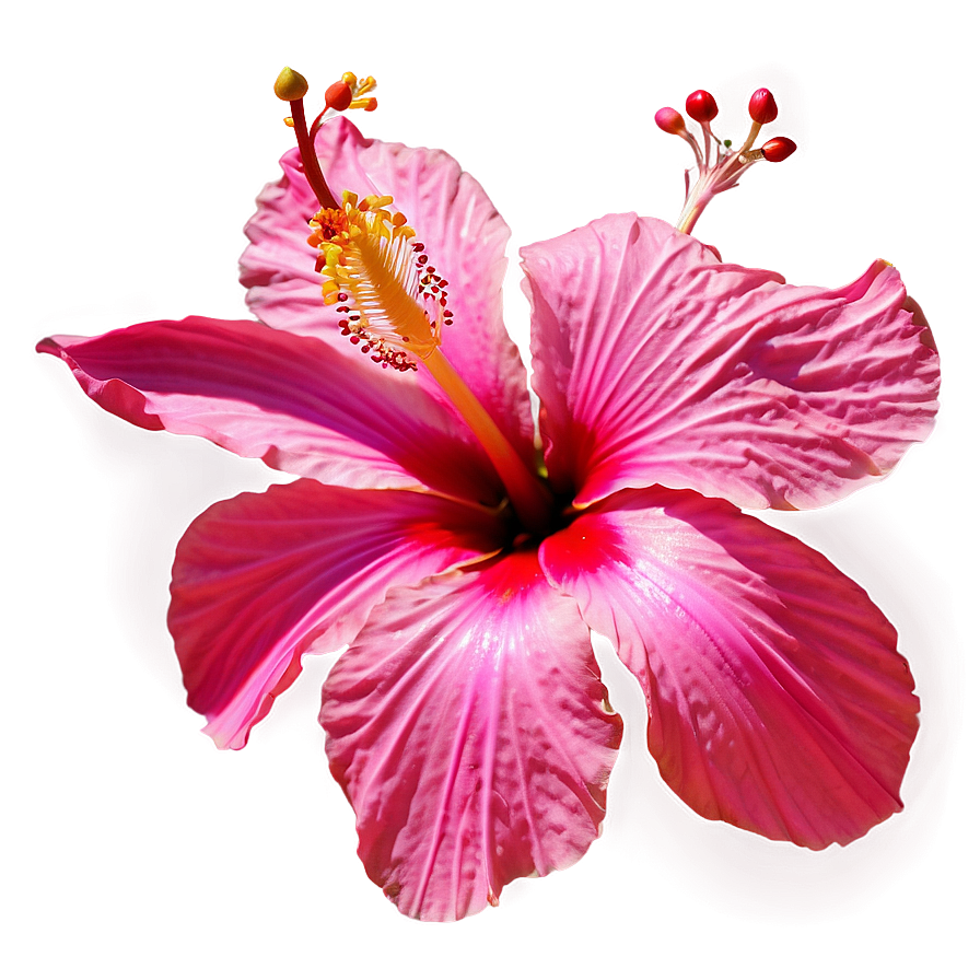 Hibiscus Flower Png Bsr