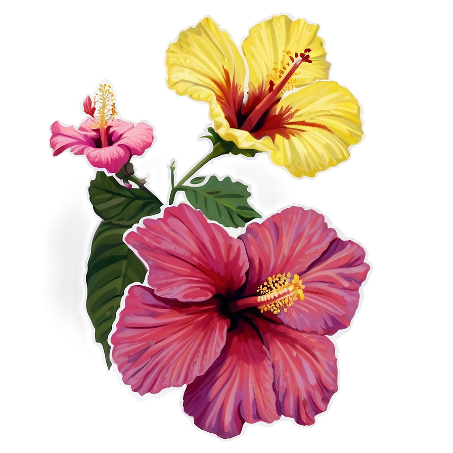 Hibiscus Harmony Png 21