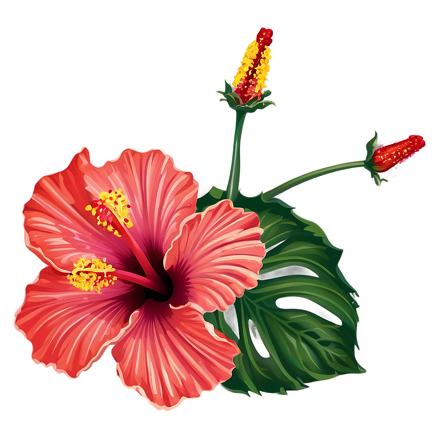 Hibiscus Illustration Png 05232024