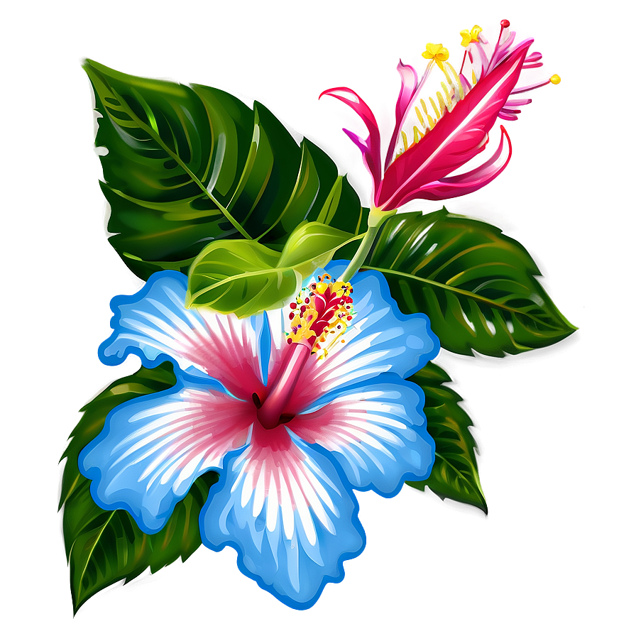 Hibiscus Illustration Png 05232024