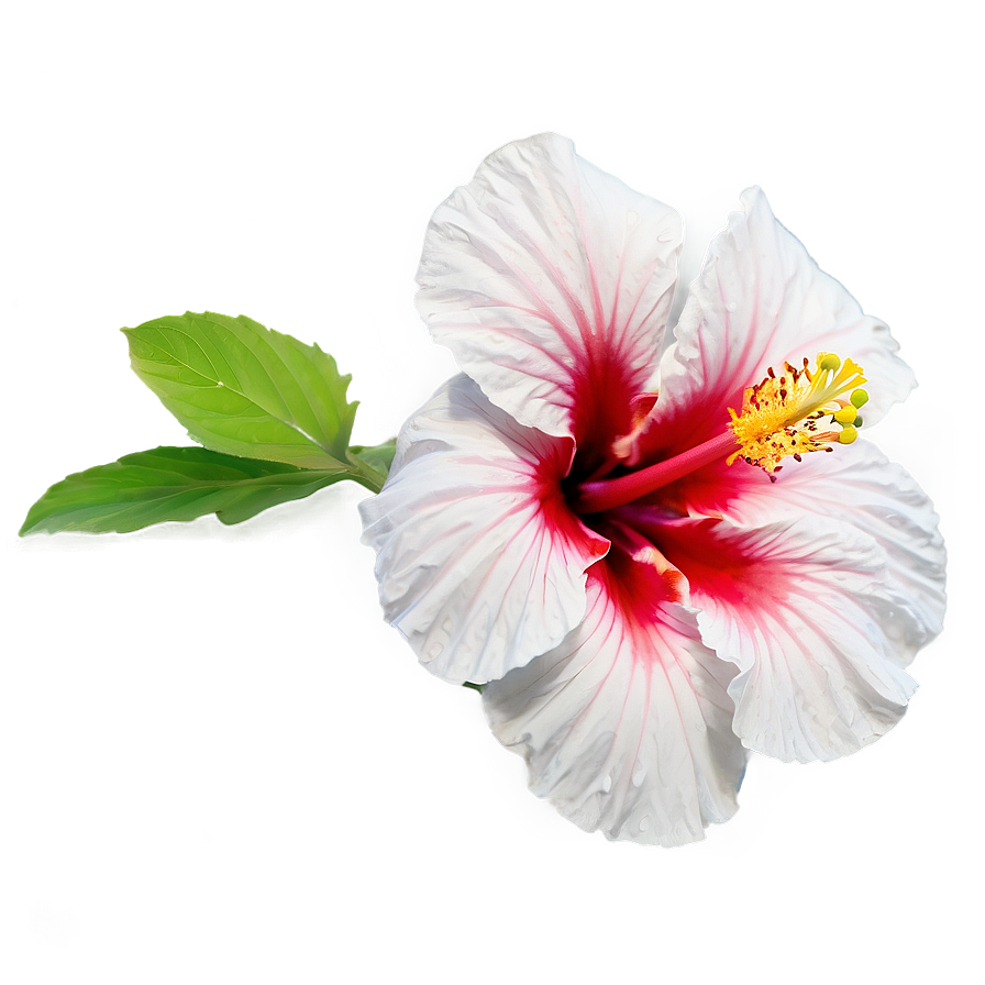 Hibiscus Majesty Png 72