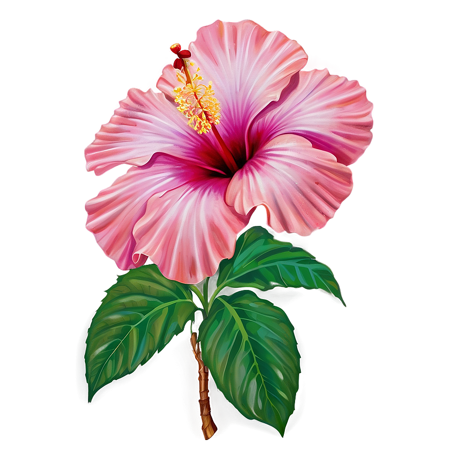 Hibiscus Majesty Png Xxn