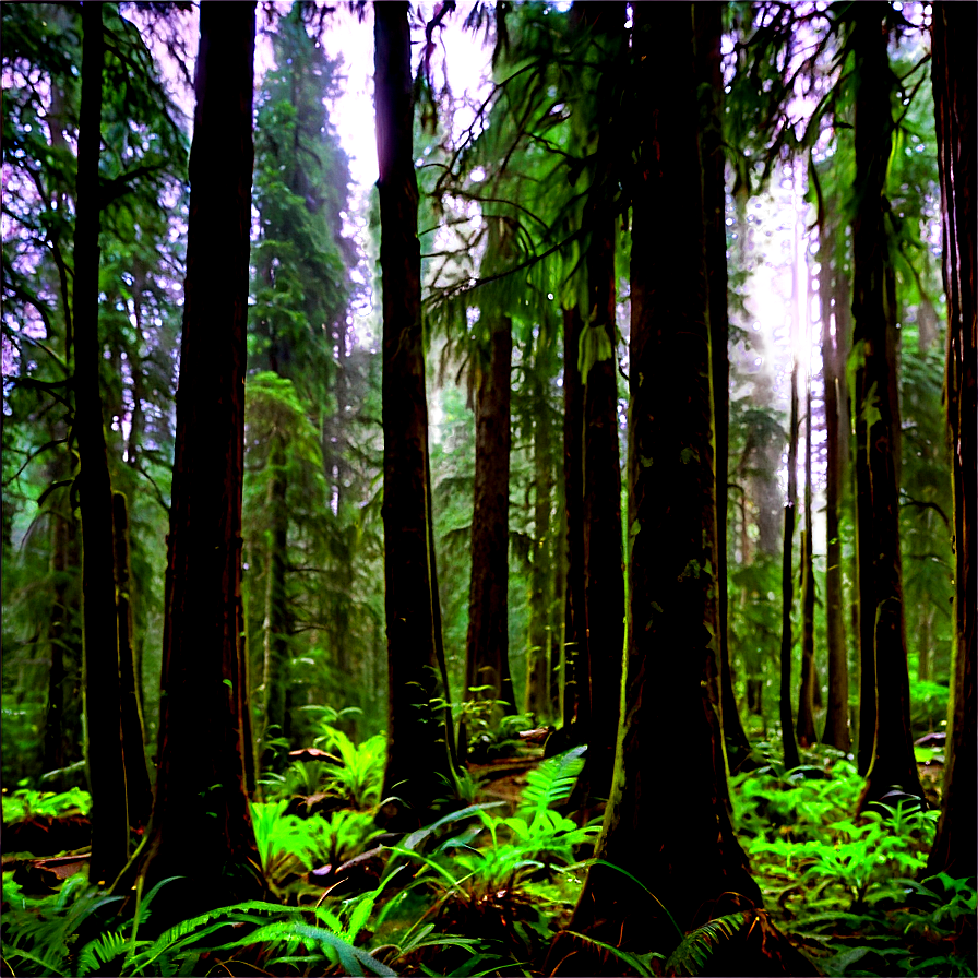 Hidden Opal Creek Forest Png 06292024