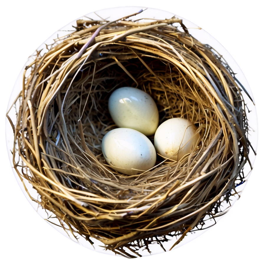 High-quality Bird Nest Png 11