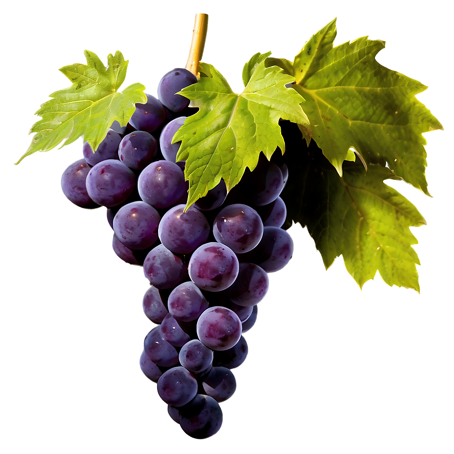 High-quality Grape Png 06292024